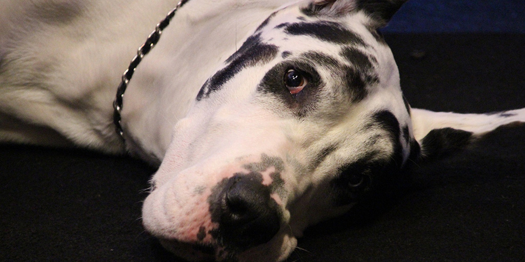 Bing AKA Apollo - The Friend screening AMC Lincoln Square - March 28, 2025