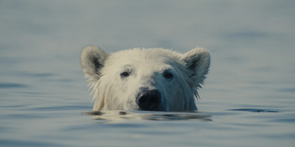 Nuisance Bear